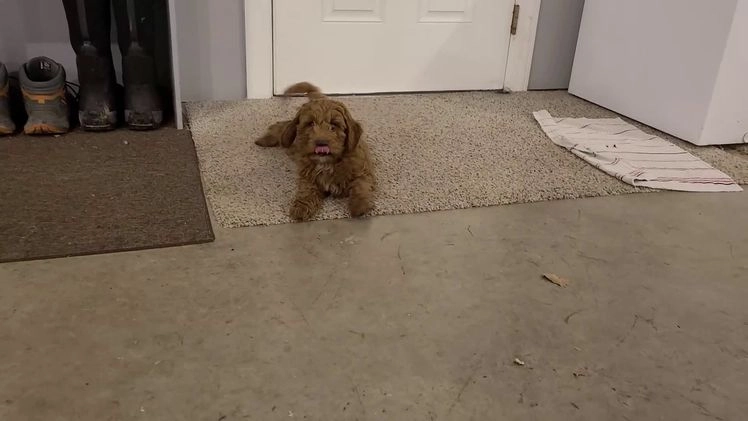 Cockapoo dogs for sale: Remington - Video 2