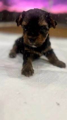Yorkshire Terrier dogs for sale: Yorkshire Terrier Puppy 6 - Video 1