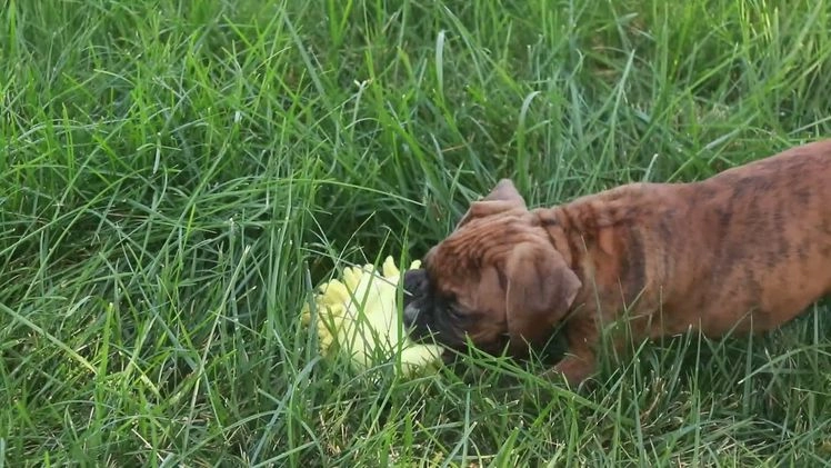Boxer dogs for sale: Gemma - Video 1