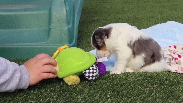 Mini Bernedoodle dogs for sale: Charlie - Video 1