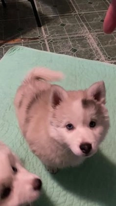 Pomsky dogs for sale: CJ “Caramel Jr” - Video 1