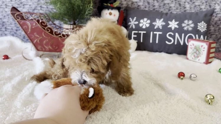 Cavapoo dogs for sale: Nicholas - Video 1