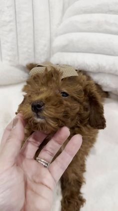 Toy Poodle dogs for sale: Ruby - Video 1