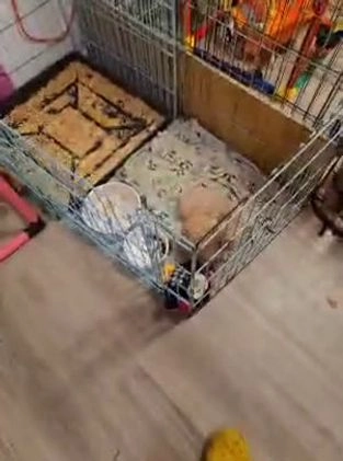 Mixed Breed dogs for sale: Prudence - Video 1