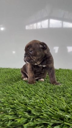 Olde English Bulldogge dogs for sale: Taryn - Video 1