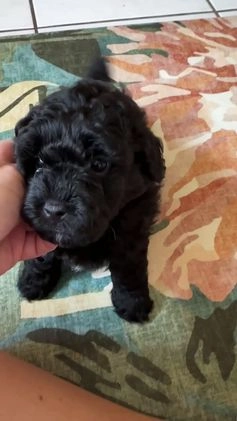 Bichpoo dogs for sale: Willy - Video 1