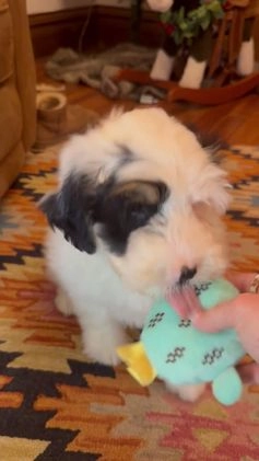 Mini Bernedoodle dogs for sale: Milo - Video 1