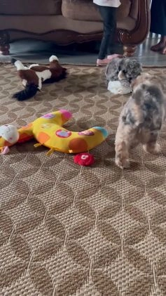 Whoodle dogs for sale: Goofy - Video 1