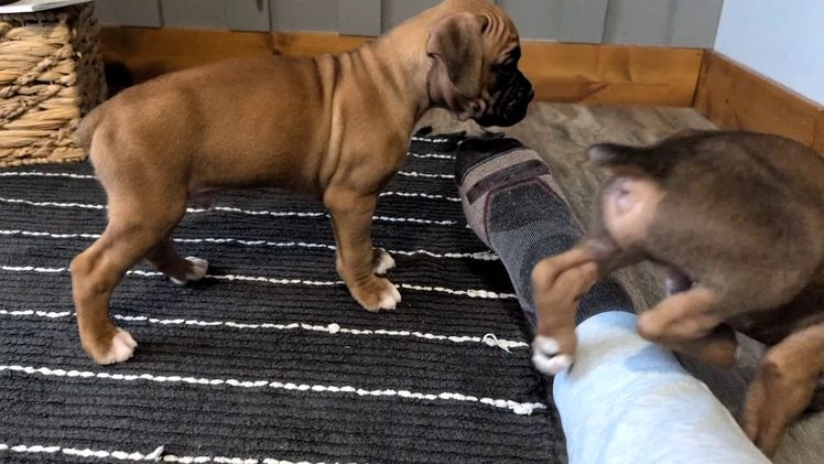 Boxer dogs for sale: Hunter - Video 4