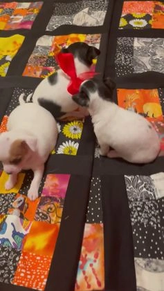 Chihuahua dogs for sale: Lucille - Video 1