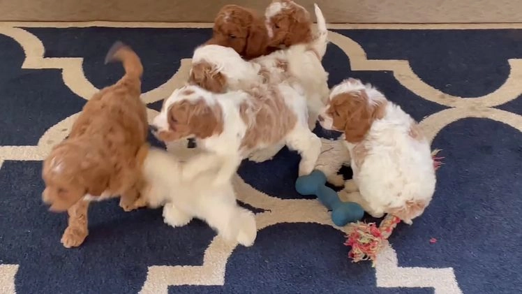 Cavapoo dogs for sale: Mr. Loki - Video 1