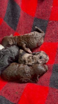 Cavapoo dogs for sale: Lilly - Video 1