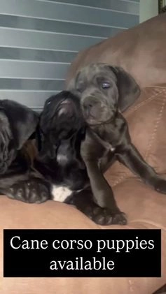 Cane Corso dogs for sale: Cane Corso Puppy 3 - Video 2