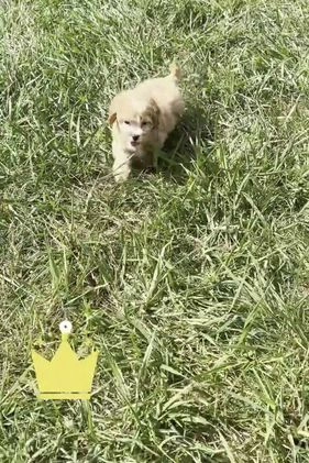 Maltipoo dogs for sale: Emrys - Video 1