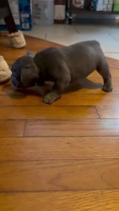 French Bulldog dogs for sale: French Bulldog Puppy 1 - Video 1