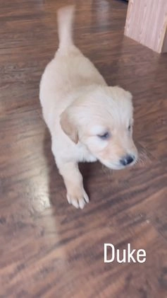 Golden Retriever dogs for sale: Duke - Video 1