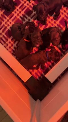 Mixed Breed dogs for sale: Pup Orange - Video 1