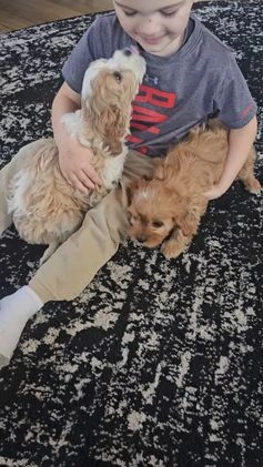 Cavapoo dogs for sale: Cupid - Video 2