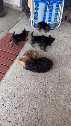 Yorkshire Terrier dogs for sale: Leonardo - Video 1