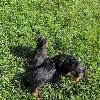 Yorkshire Terrier dogs for sale: Markie - Video 1