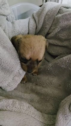 Mixed Breed dogs for sale: Honey - Video 2