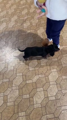 Miniature Dachshund dogs for sale: Johnny - Video 1