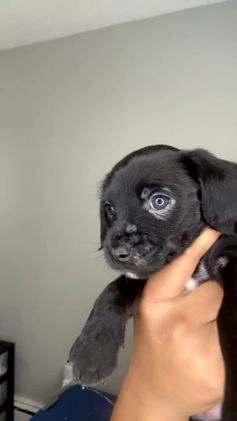 Mixed Breed dogs for sale: Buttons - Video 1