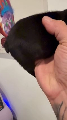 French Bulldog dogs for sale: Shadow  - Video 1