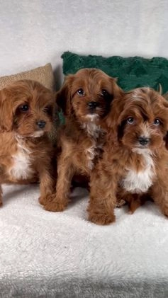 Cavapoo dogs for sale: Audi - Video 2