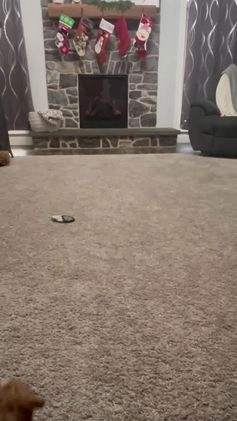 Cavapoo dogs for sale: Cavapoo Puppy 1 - Video 1