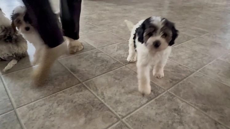 Cavapoo dogs for sale: Chase  - Video 1