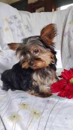 Yorkshire Terrier dogs for sale: Kisses - Video 1