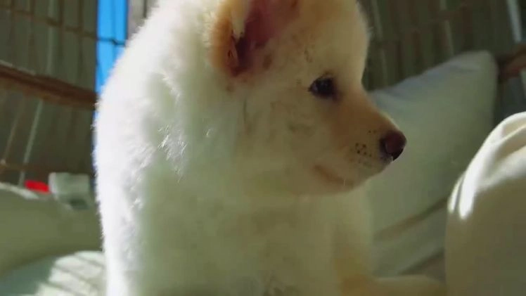 Alaskan Malamute dogs for sale: Nan Nan - Video 1