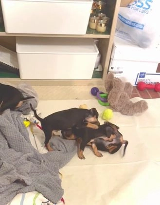 Mixed Breed dogs for sale: Pocket Pet 1 - Video 2