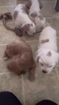 Cocker Spaniel dogs for sale: Cleo - Video 1