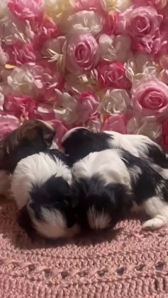 Shih Tzu dogs for sale: Judy - Video 3