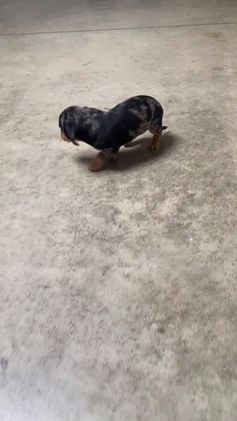 Miniature Dachshund dogs for sale: Rowdy - Video 1