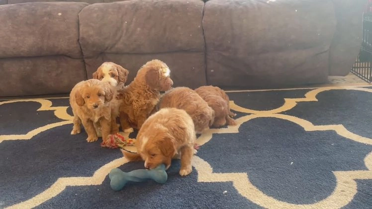 Mini Goldendoodle dogs for sale: Ms. Pearl - Video 1