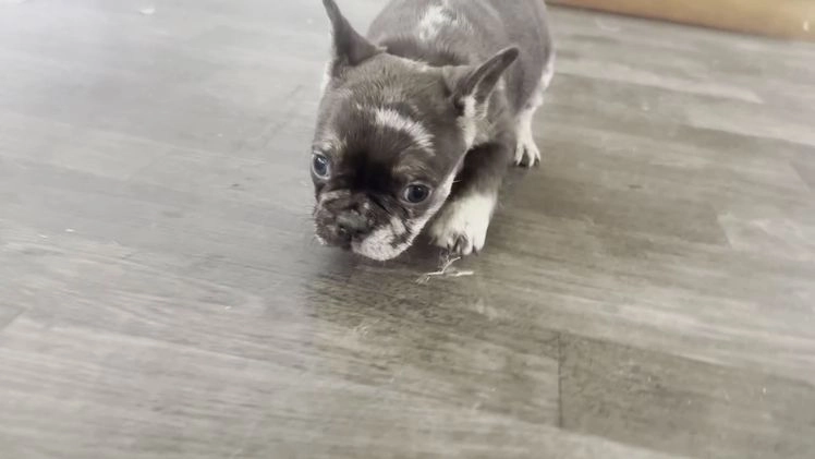 French Bulldog dogs for sale: Ricky - Video 5