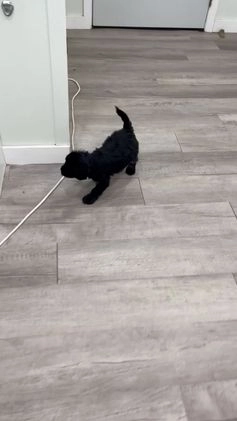 Mini Bernedoodle dogs for sale: Stormy - Video 1