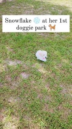 Mixed Breed dogs for sale: Mixed Breed Puppy 5 - Video 1