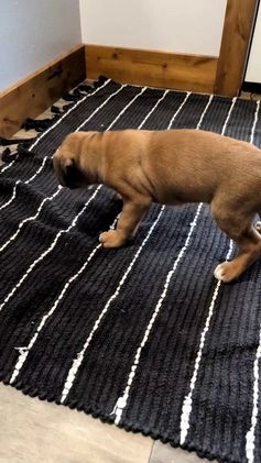 Boxer dogs for sale: Hendrix - Video 1