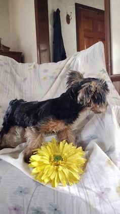 Yorkshire Terrier dogs for sale: Gerri - Video 1