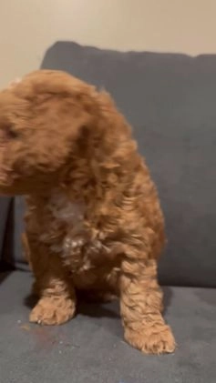 Goldendoodle dogs for sale: Goldendoodle Puppy 1 - Video 1