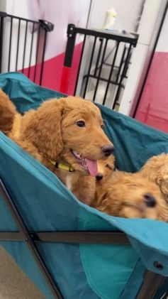 Goldendoodle dogs for sale: Purple Collar - Video 1