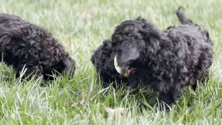 Cockapoo dogs for sale: Amber - Video 4