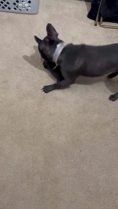 American Bully dogs for sale: Urban - Video 2