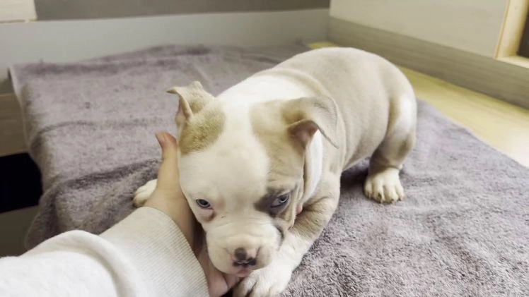 American Bully dogs for sale: Dozer - Video 1