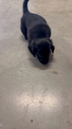 Miniature Dachshund dogs for sale: James - Video 1