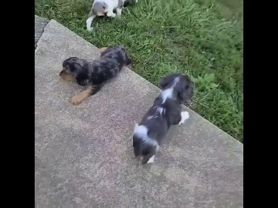 Cockalier dogs for sale: Vail - Video 1